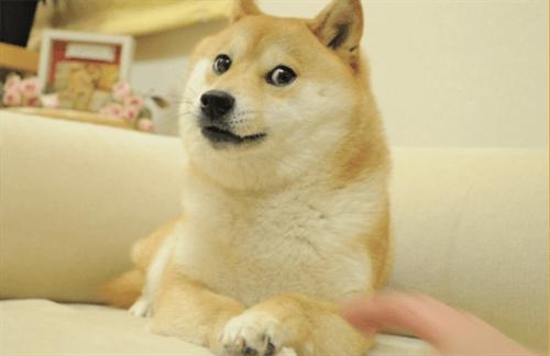 doge币最新官方真实消息 那些年我们一起追的doge币